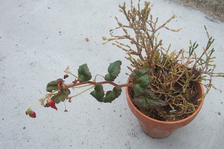 Begonia x tuberhybrida - bégonia tubéreux  Dscf7333