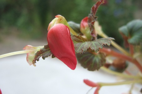Begonia x tuberhybrida - bégonia tubéreux  Dscf7334