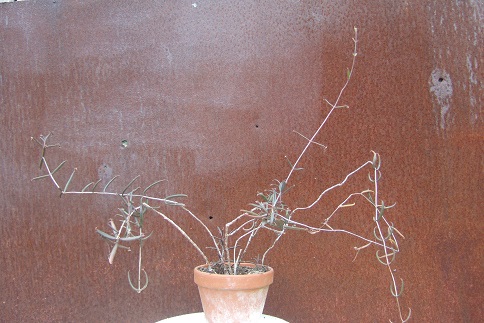 Bryophyllum beauverdii (= Kalanchoe beauverdii) Dscf7410
