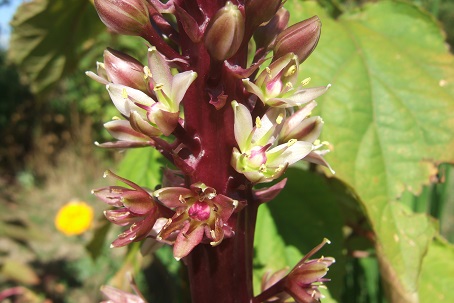 eucomis - Eucomis comosa 'Sparkling Burgundy' Dscf7425