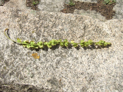 Pterocarya caucasica = fraxinifolia , Pterocaryer du Caucase  Dscf7614