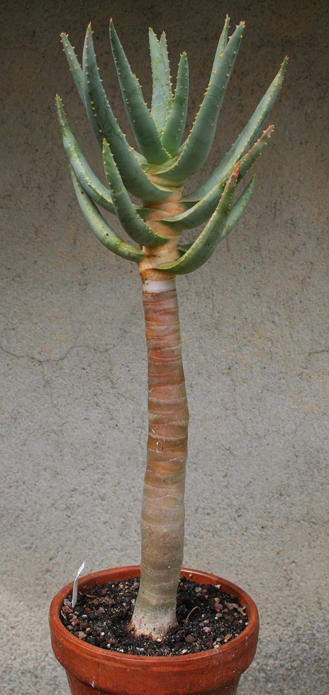 Aloidendron dichotomum (= Aloe dichotoma) Img_0014