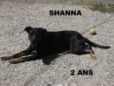 SHANNA croisée Jagd Terrier  2 ans  -  SPA DU RAMIER DE MONTAUBAN  (82) 19c1b010
