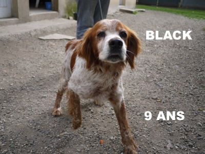 BLACK Epagneul Breton 9 ans  -  SPA LE RAMIER DE MONTAUBAN  (82) 1c1c7910