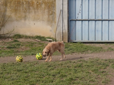 GINGER croisée Griffon 1 an  -  SPA LE RAMIER DE MONTAUBAN  (82) 352ef810