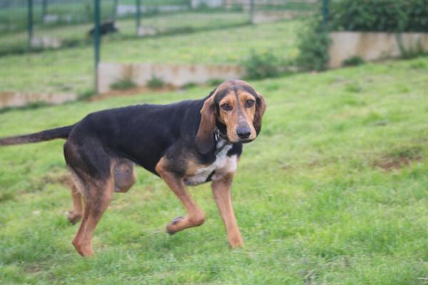 FIERRU Bruno du Jura  2 ans   -   SPA DE CLIRON  (08) Img_2511