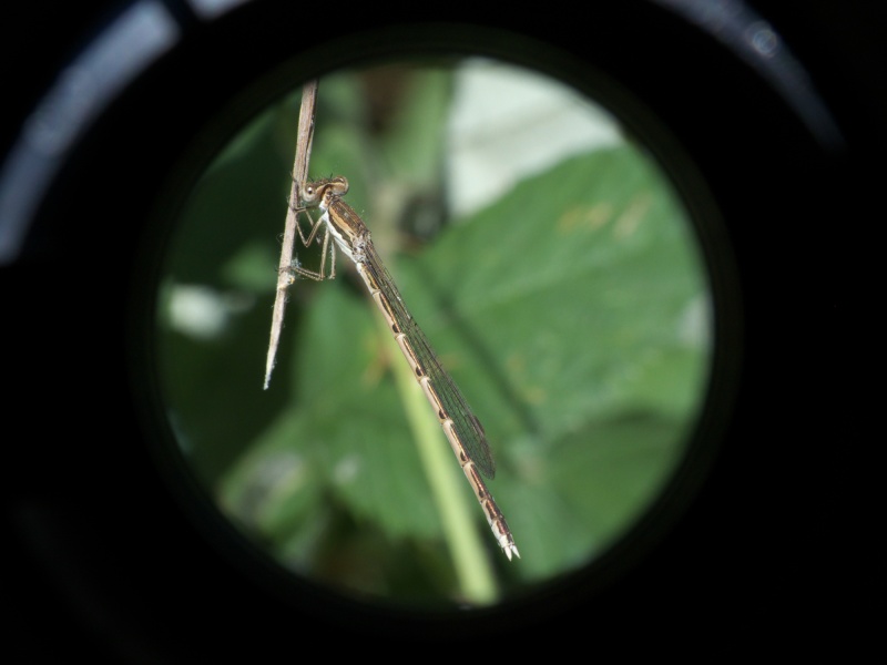 [Sympecma fusca] Knoc knoc knoc, who's there ? It's a lady ! P1050613