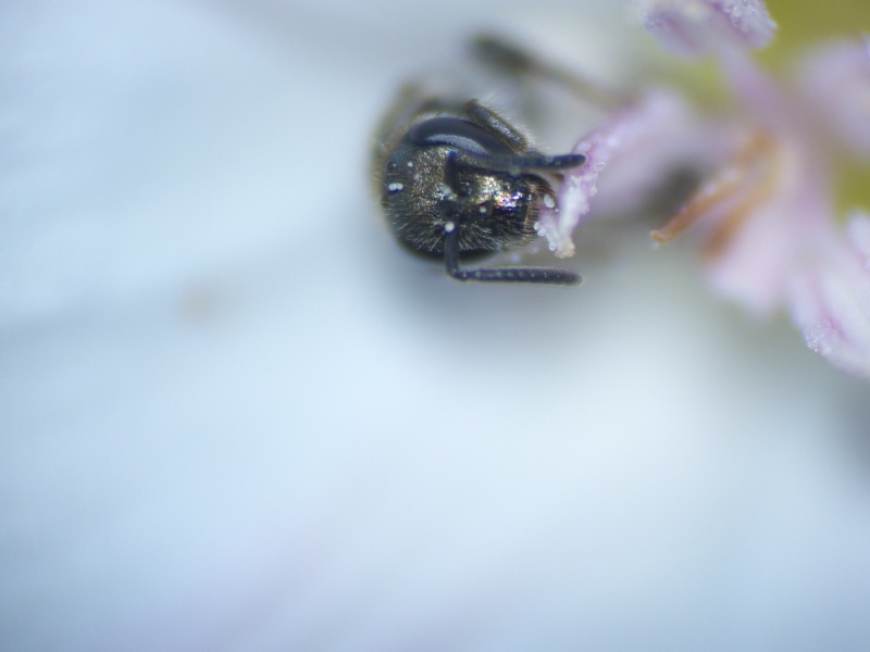 Petite abeille (sens large) P1050615
