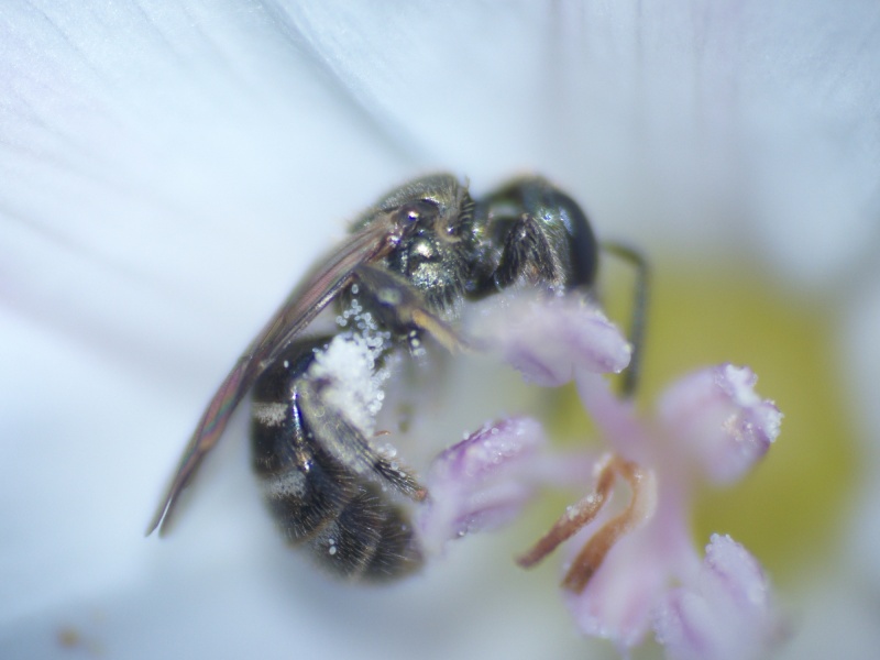 Petite abeille (sens large) P1050616