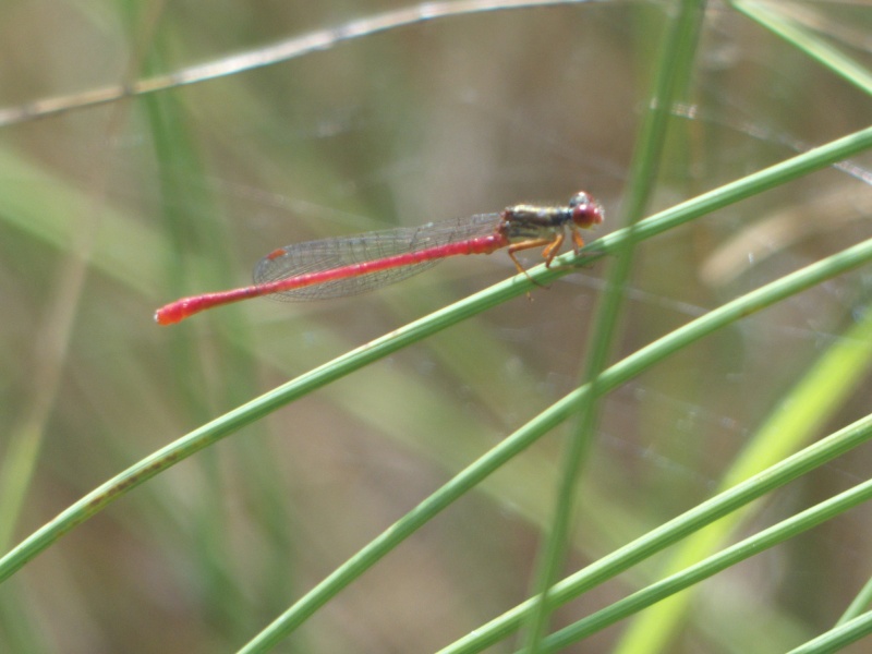 [Ceriagrion tenellum] Libellule rouge P1060315