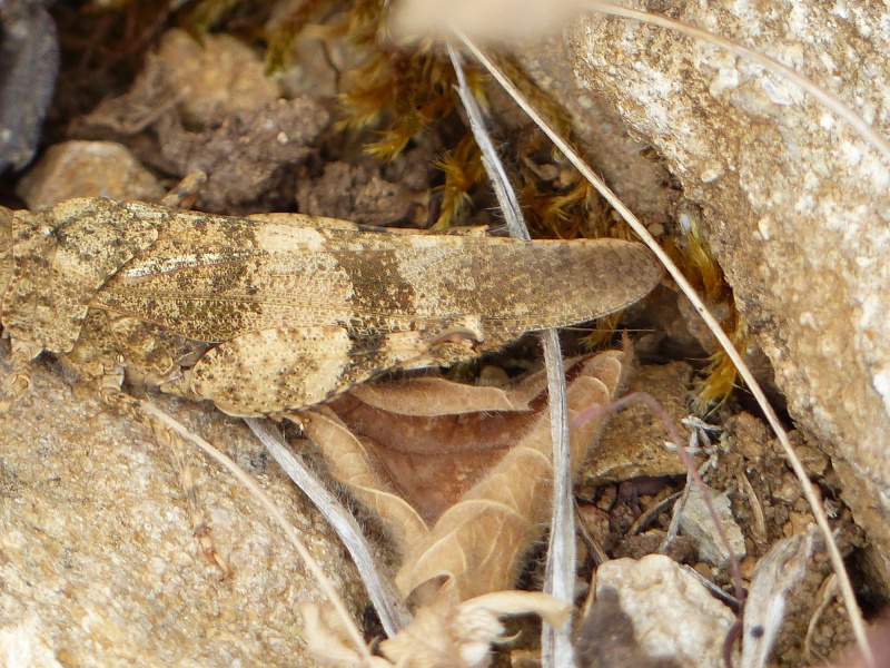 [Oedipoda germanica] Oedipoda 2 ? P1060513