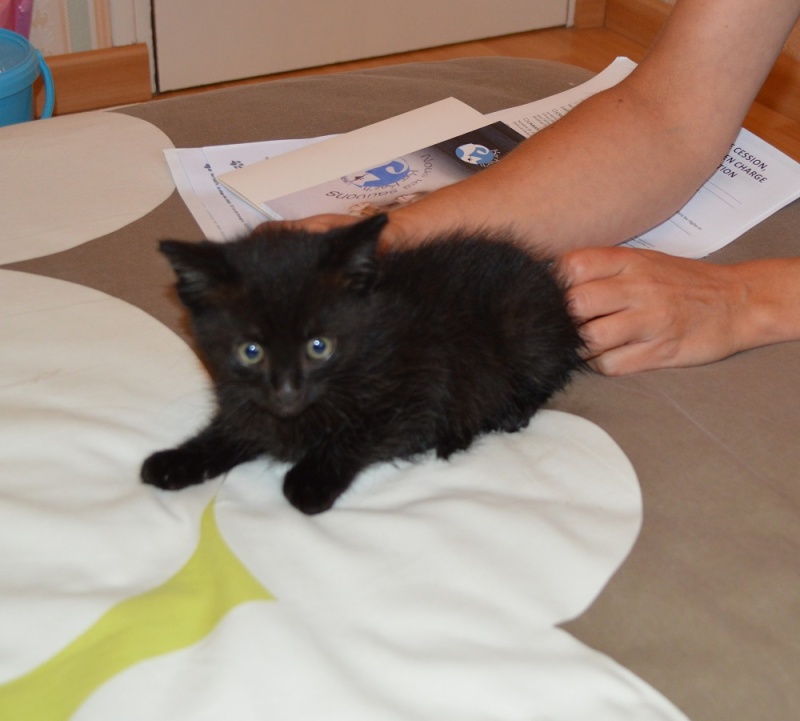 Léon , chaton mâle noir, né en avril 2015 Dsc_0030