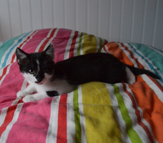 LASCAR chaton noir et blanc, né le 01/06/2015 Dsc_0054