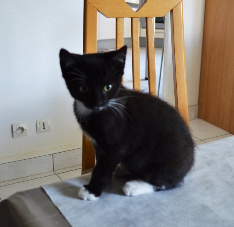 LUTIN, chaton noir et blanc, né le 01/06/2015 Dsc_0083