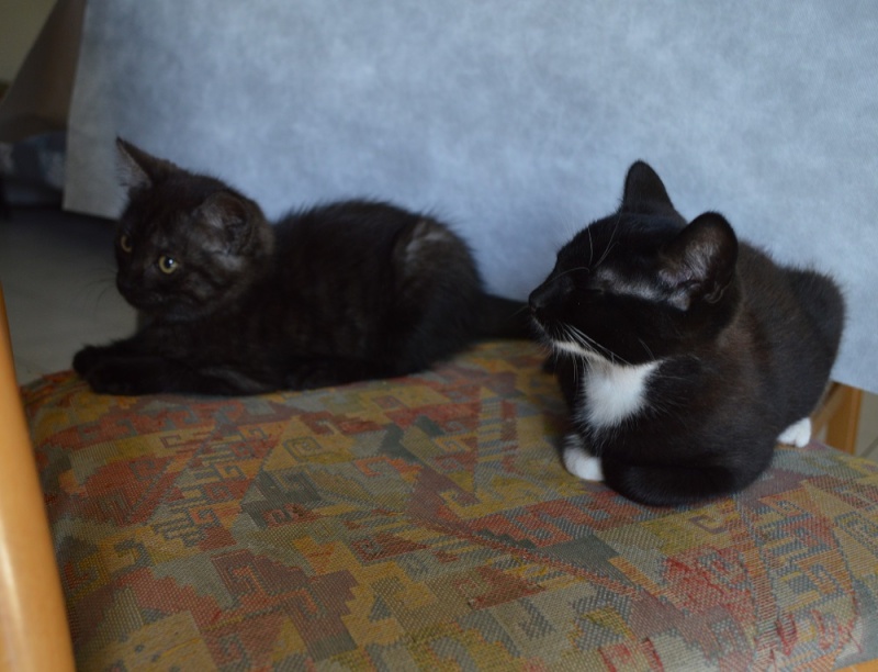 LUTIN, chaton noir et blanc, né le 01/06/2015 Dsc_0111