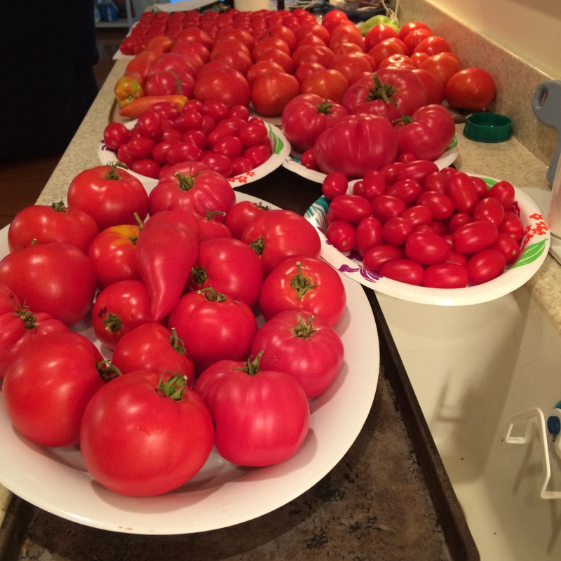 2015 SFG in Brooks, Ga - Page 4 Tomato19