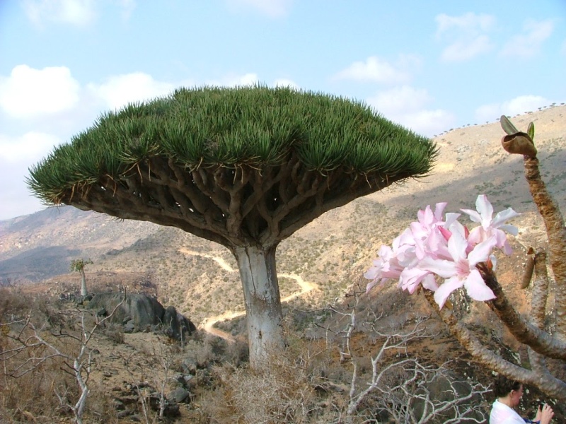 Dragonnier de Socotra au Yémen. 19298310