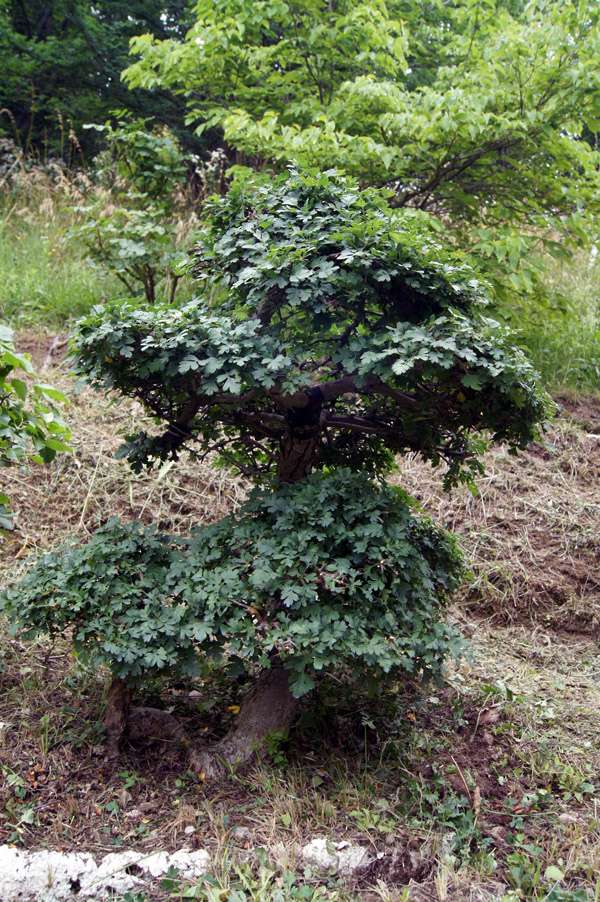 Biancospino interrato nel 1998, è ora di rimetterlo in vaso bonsai 210