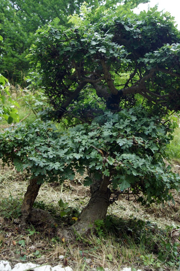 Biancospino interrato nel 1998, è ora di rimetterlo in vaso bonsai 310