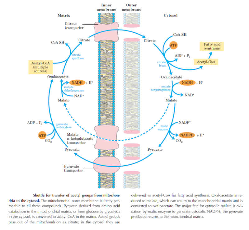 The amazing fatty acid synthase nano factories, and origin of life scenarios -09-0-10