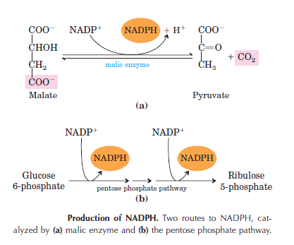 The amazing fatty acid synthase nano factories, and origin of life scenarios -90-9010