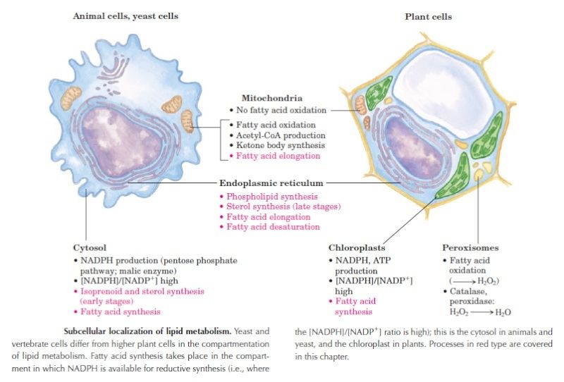 The amazing fatty acid synthase nano factories, and origin of life scenarios 00-00-10
