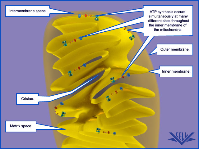 The irreducibly complex ATP Synthase nanomachine, amazing evidence of design 037810