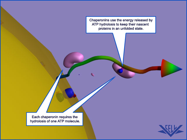 The Transport of Proteins into Mitochondria  059610