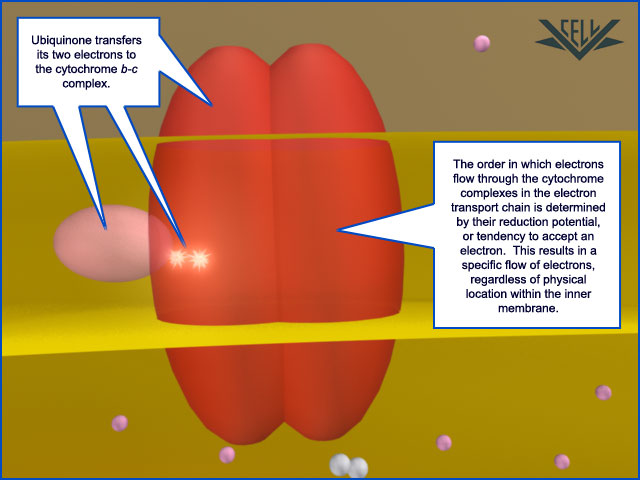 The electron transport chain 123510