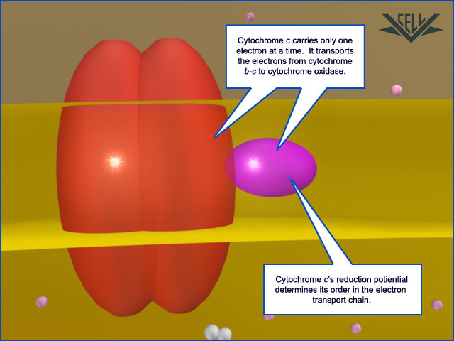 The electron transport chain 127210