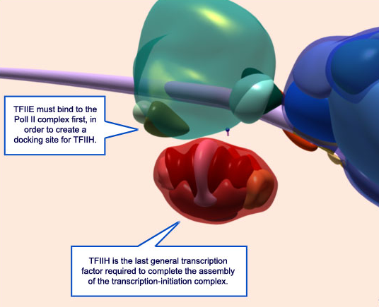 The RNA polymerase enzyme and its function, evidence of design 1510