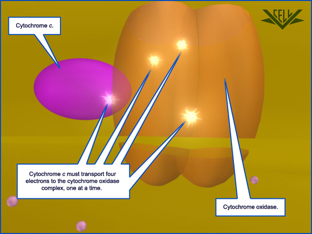 The electron transport chain 194010