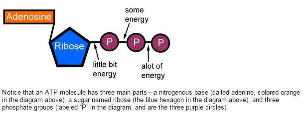 ATP: The  Energy  Currency for the Cell  1_cell11