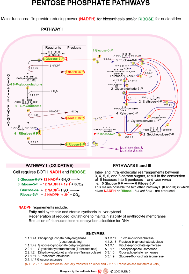The pentose phosphate pathway 2111