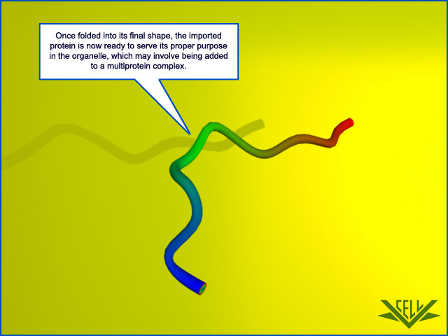 The Transport of Proteins into Mitochondria  216510