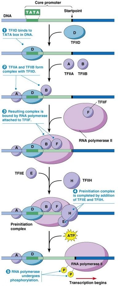 Transfer RNA, and its biogenesis 21_12_10