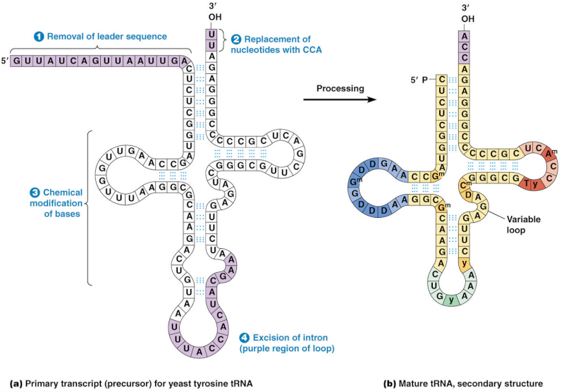 Transfer RNA, and its biogenesis 21_15_11