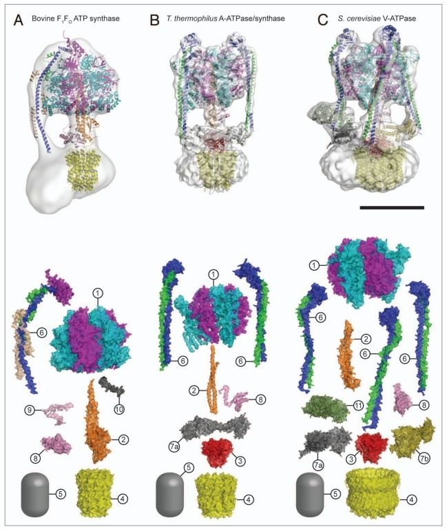 The irreducibly complex ATP Synthase nanomachine, amazing evidence of design 353510