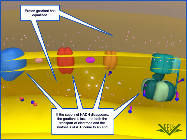 The electron transport chain 397010