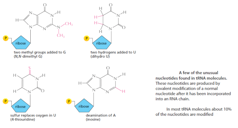 Transfer RNA, and its biogenesis 3ere11