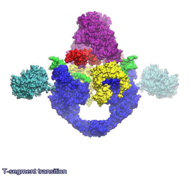 Topoisomerase II enzymes, amazing evidence of design 640px-10