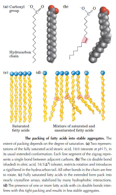 The amazing fatty acid synthase nano factories, and origin of life scenarios 76768810