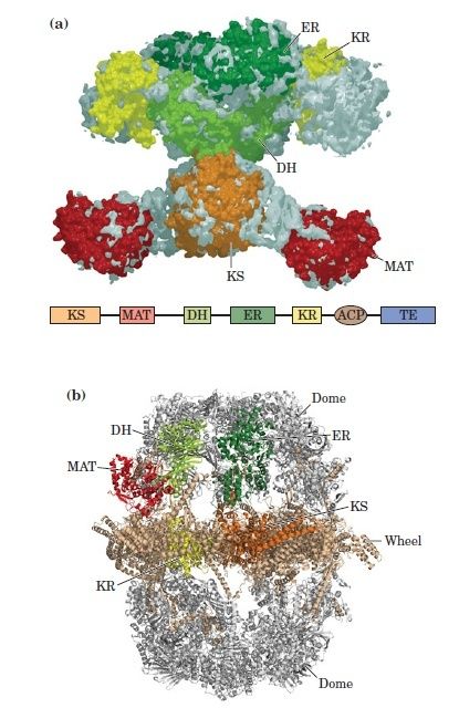 The amazing fatty acid synthase nano factories, and origin of life scenarios 89987910