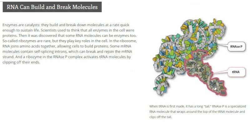 Transfer RNA, and its biogenesis Aaaaaa11