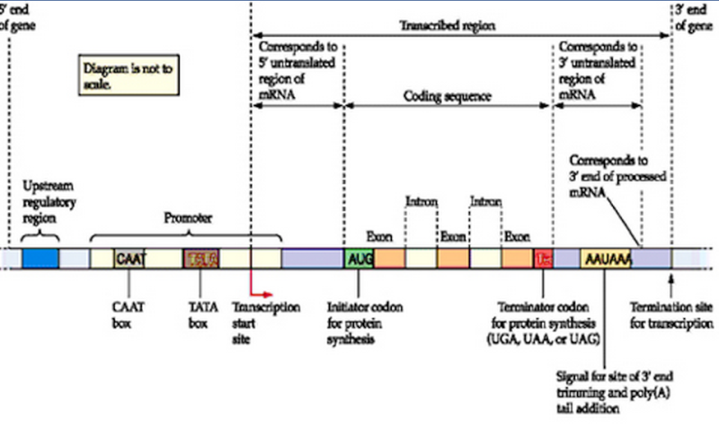 Interdependence of the promoter region in DNA, transcription factors, and RNA polymerase II Aao11
