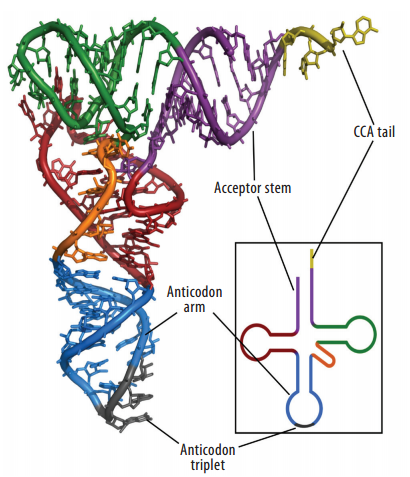 Transfer RNA, and its biogenesis Adfafa11