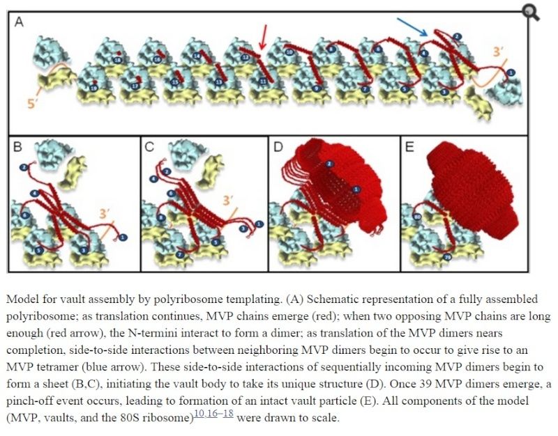 Vault particles, made by a 3d Polyribosome nano-printer Asda10