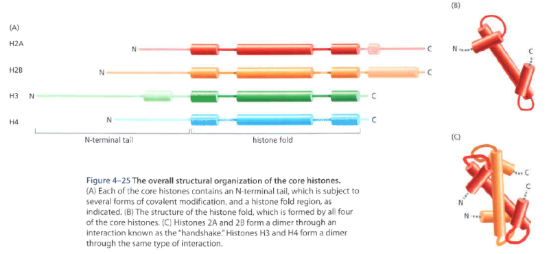 Histones function and design Asdasd10