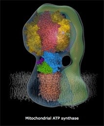 The irreducibly complex ATP Synthase nanomachine, amazing evidence of design Atpsyn10