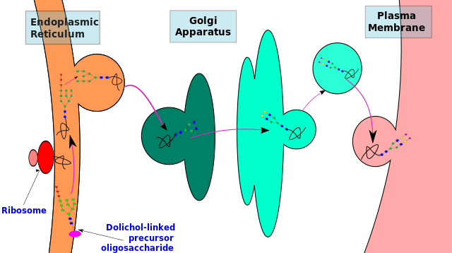 glycan code - Carbohydrates and glycobiology:  the "3rd alphabet of life" after DNA and proteins Biosyn10